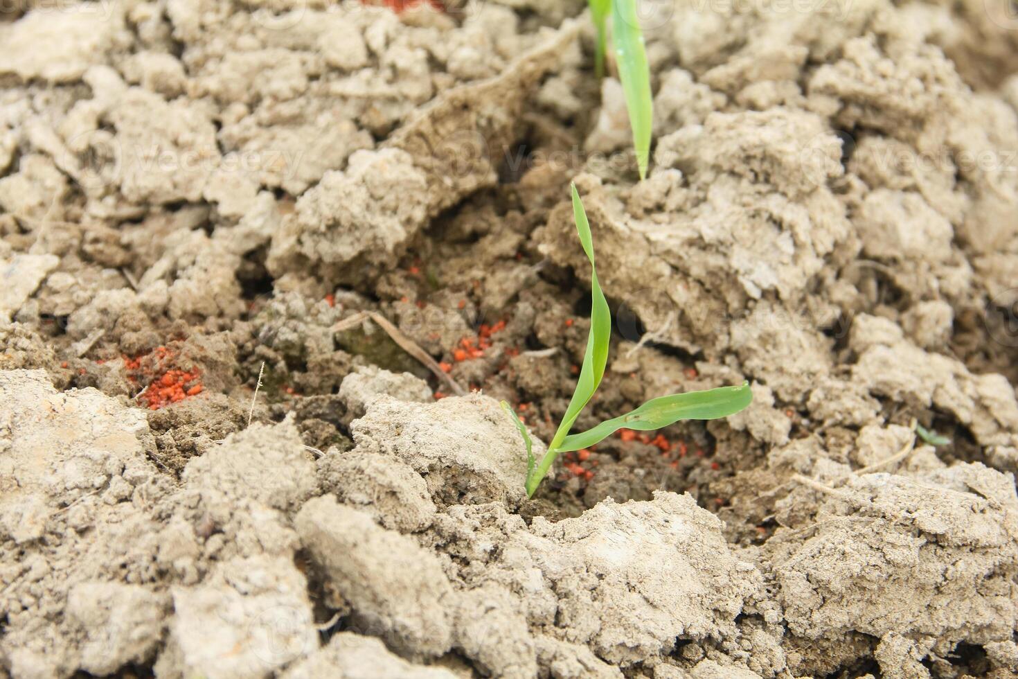 A small plant growing in the dirt with red dots photo