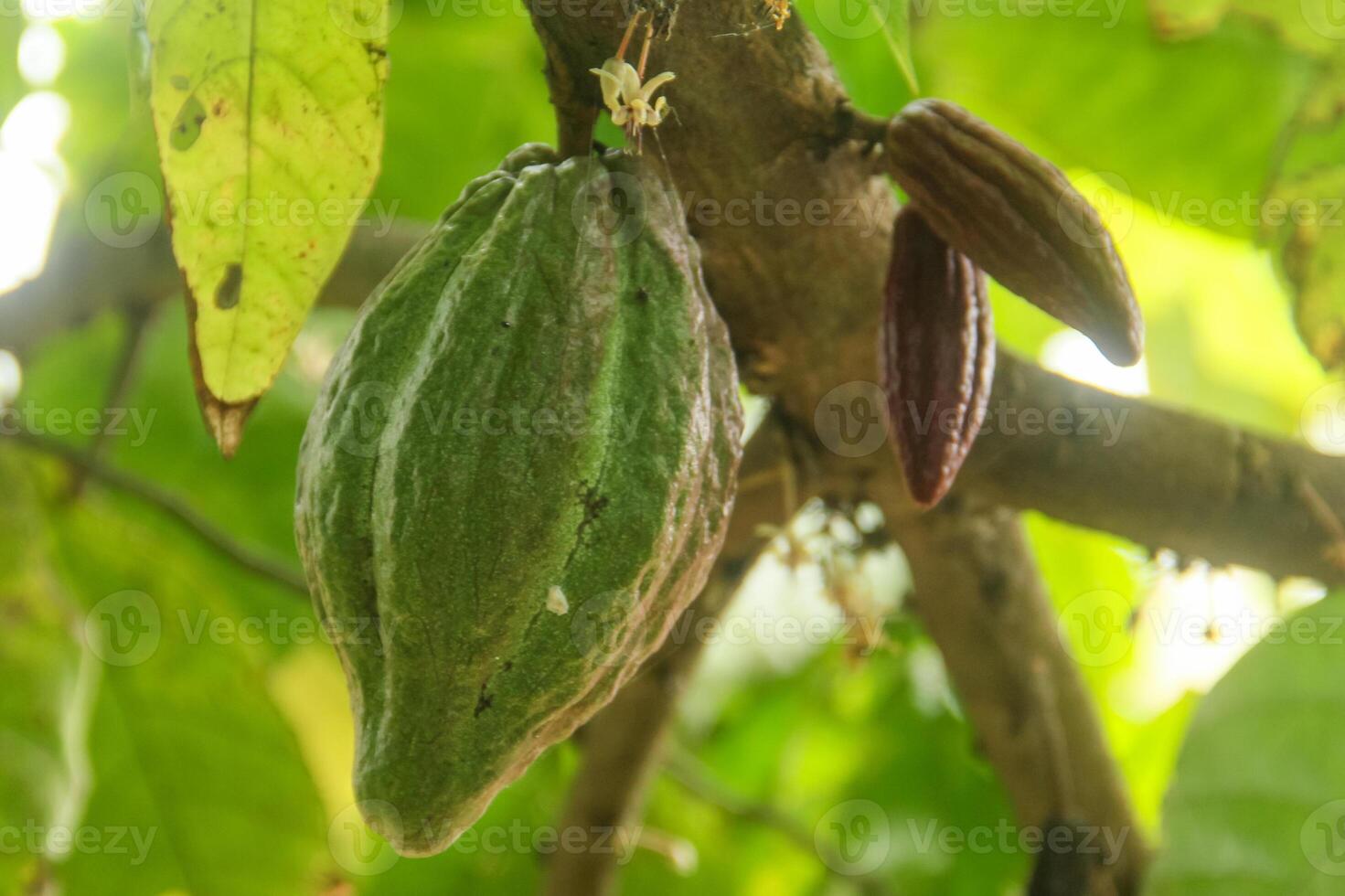 Cacao beans on a tree photo