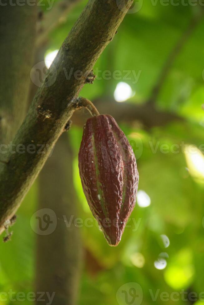 A cocoa pod hanging from a tree photo