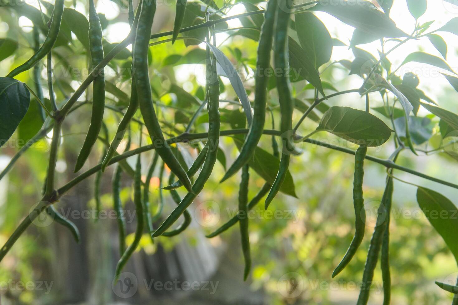 Vibrant image of a chili pepper plant with green chilies, green chilies hanging on the tree photo