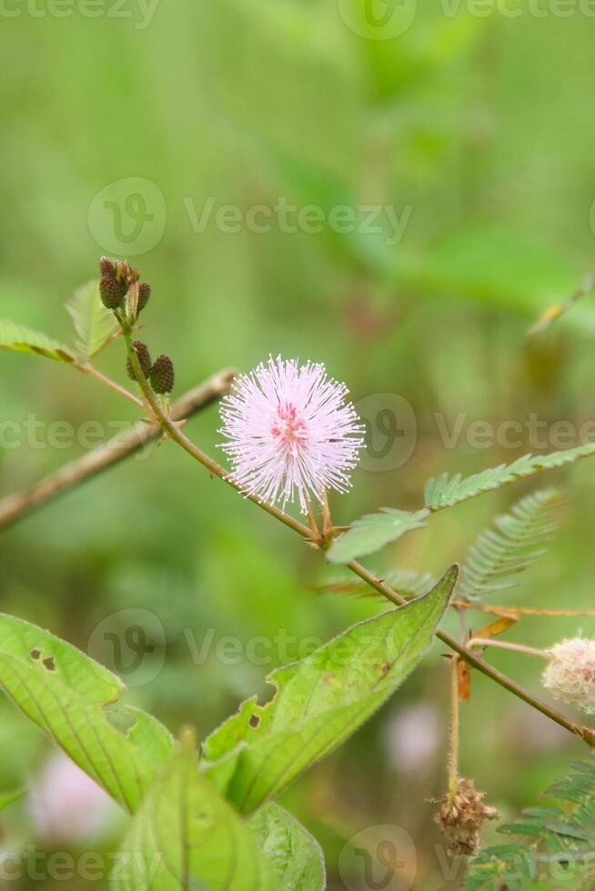 A small pink flower is on a green plant photo