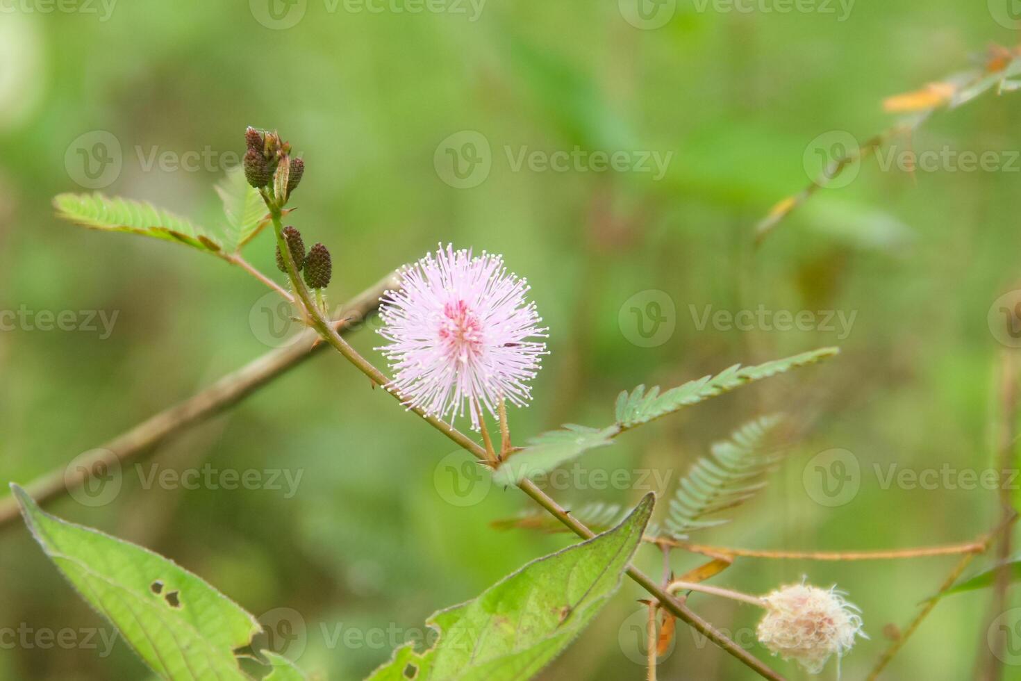 A small pink flower is on a plant in the grass photo
