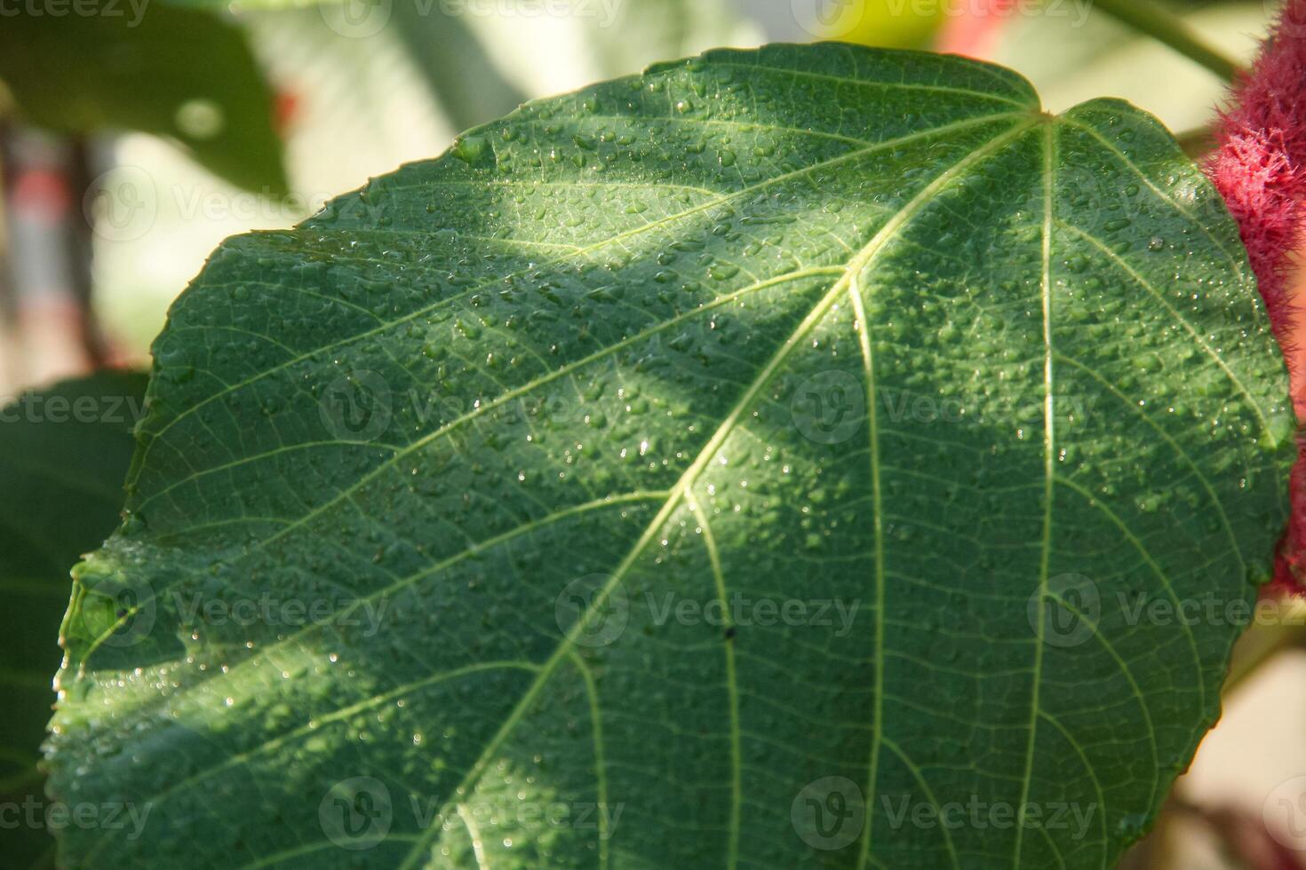A close up of a plant with a green leaf photo