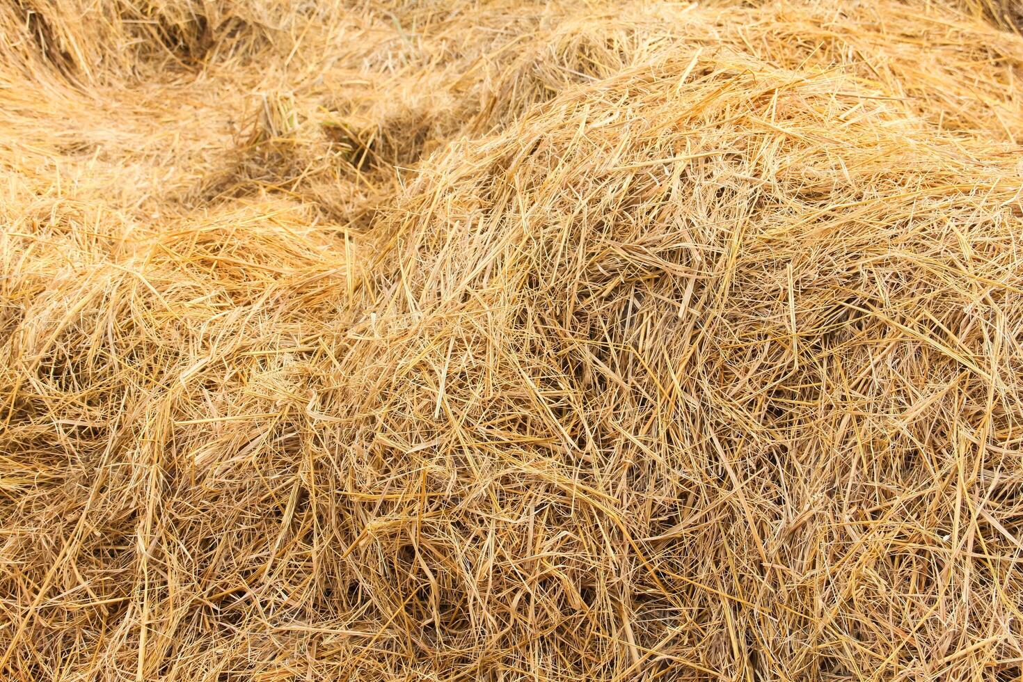 A pile of hay is shown in a field photo