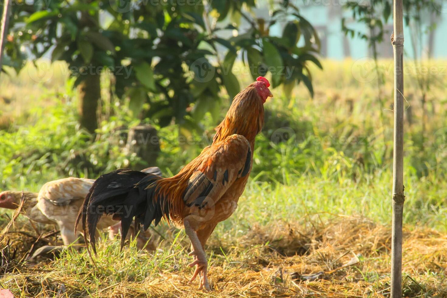 A rooster and a chicken are standing in a field photo