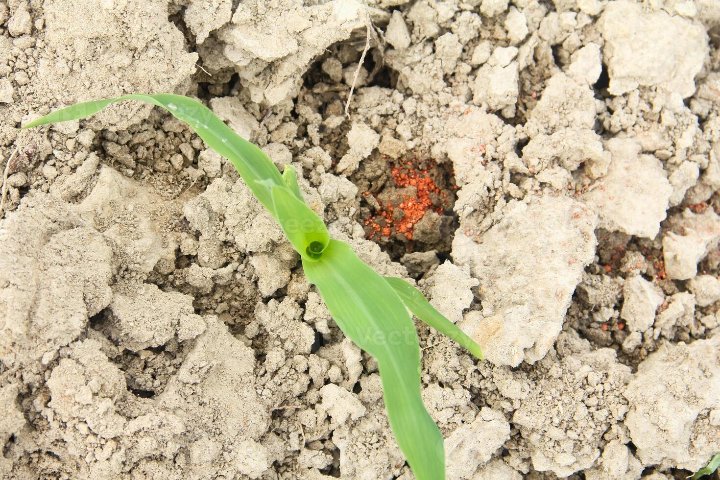 A small plant growing in the dirt photo