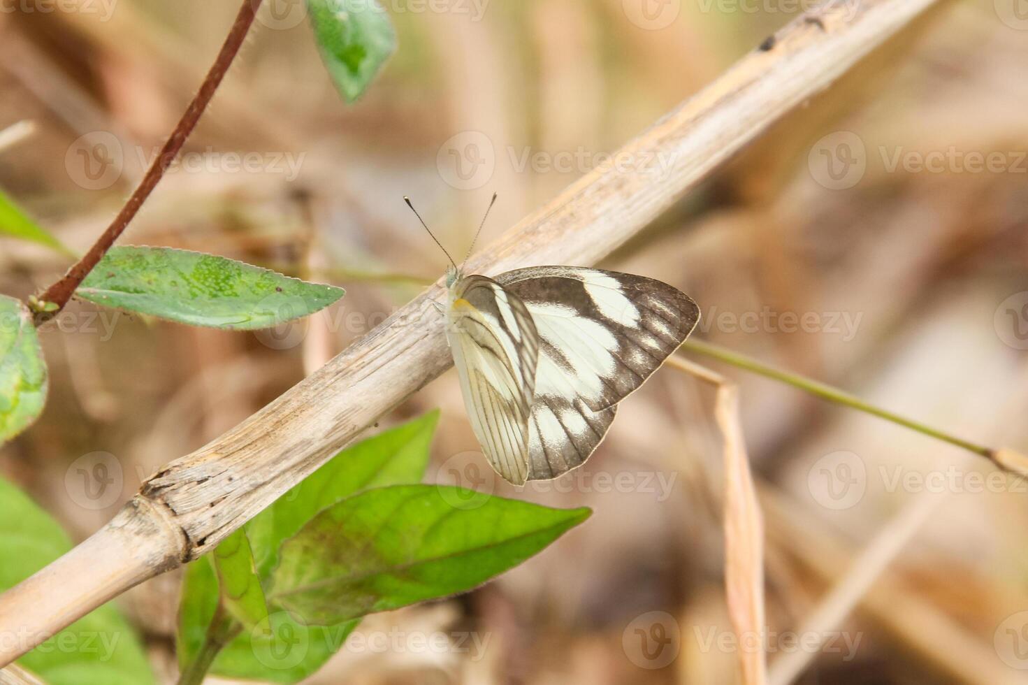 A white and black butterfly on a branch photo