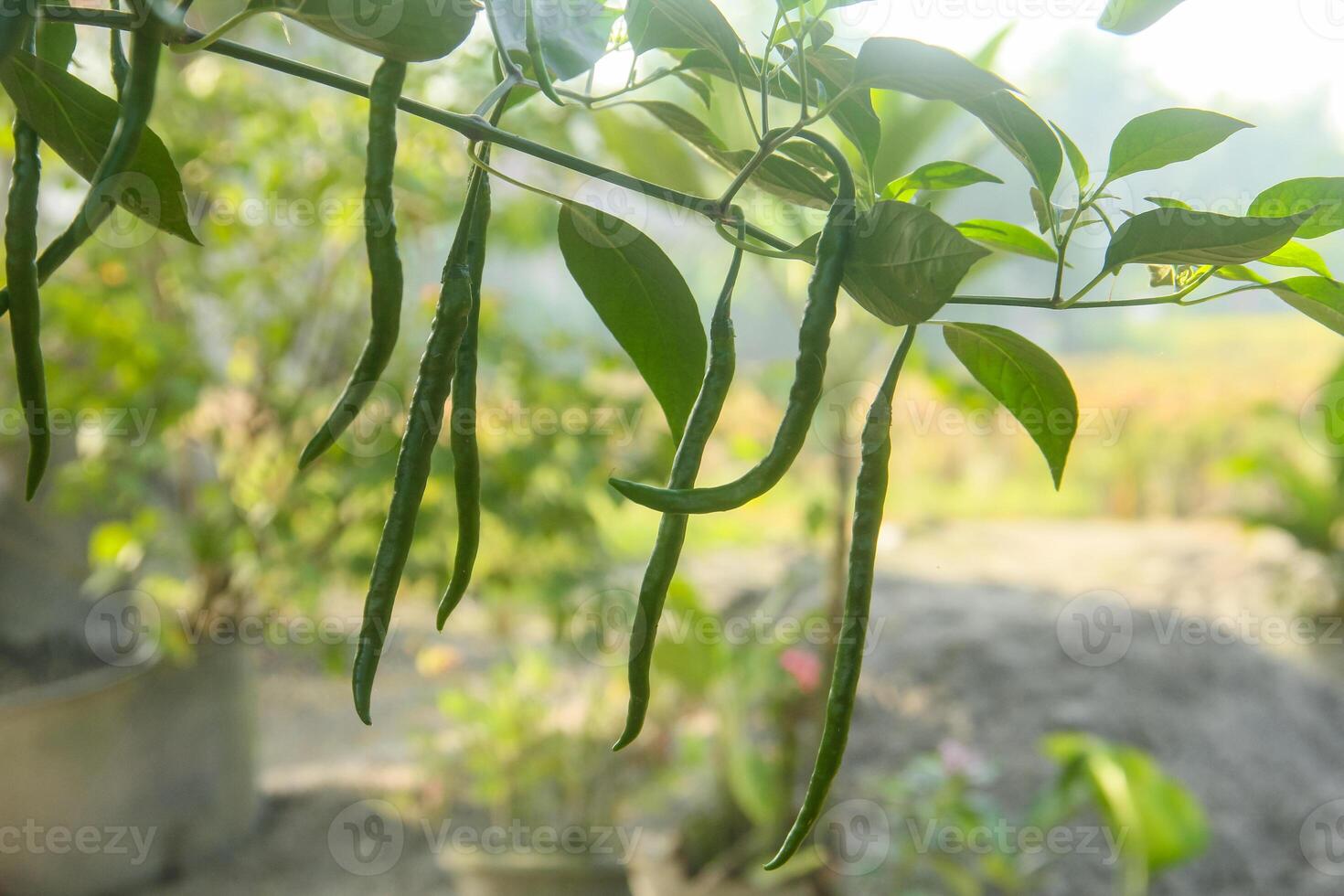 Green beans hanging from a plant in a garden photo