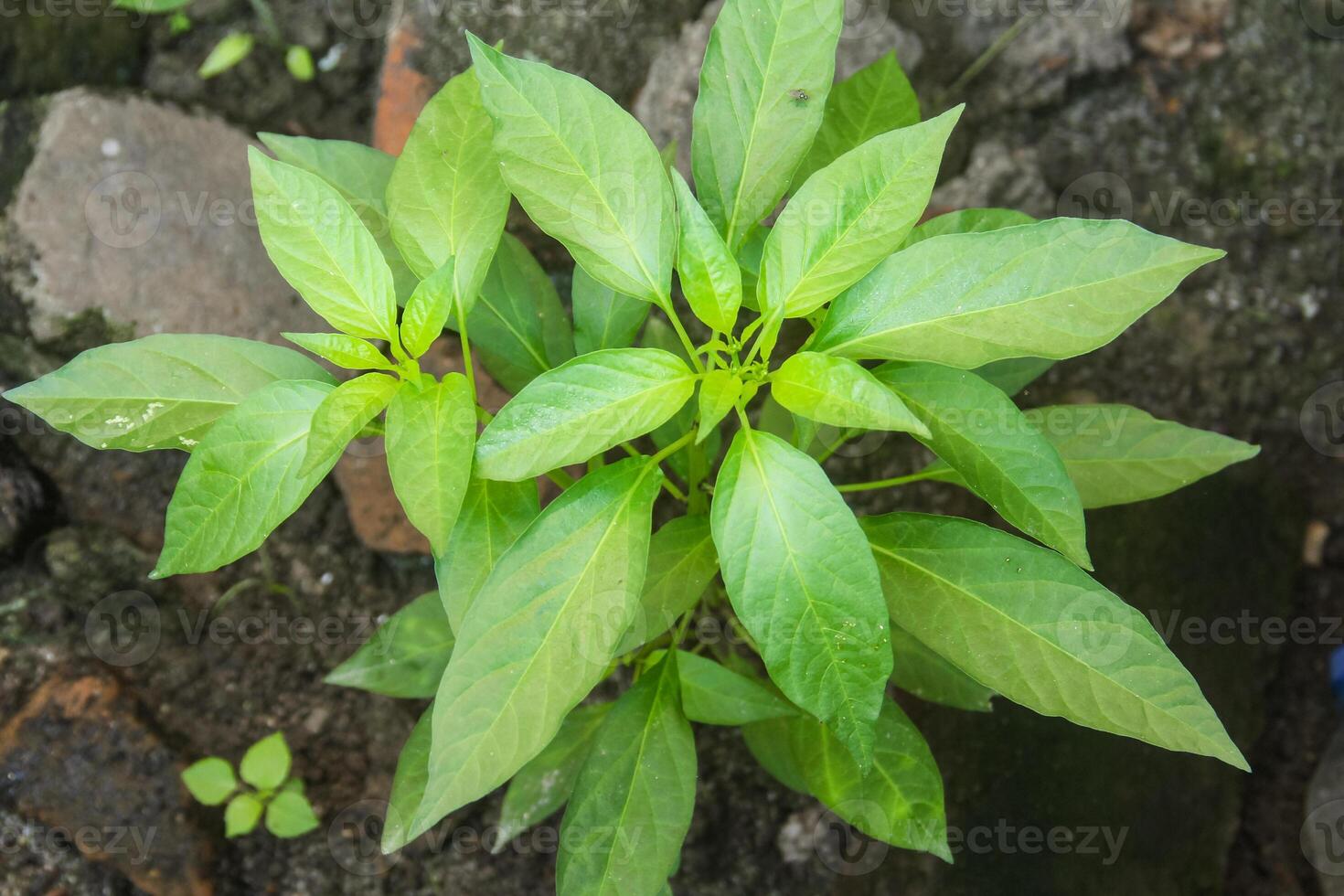 A plant with green leaves growing on the ground photo