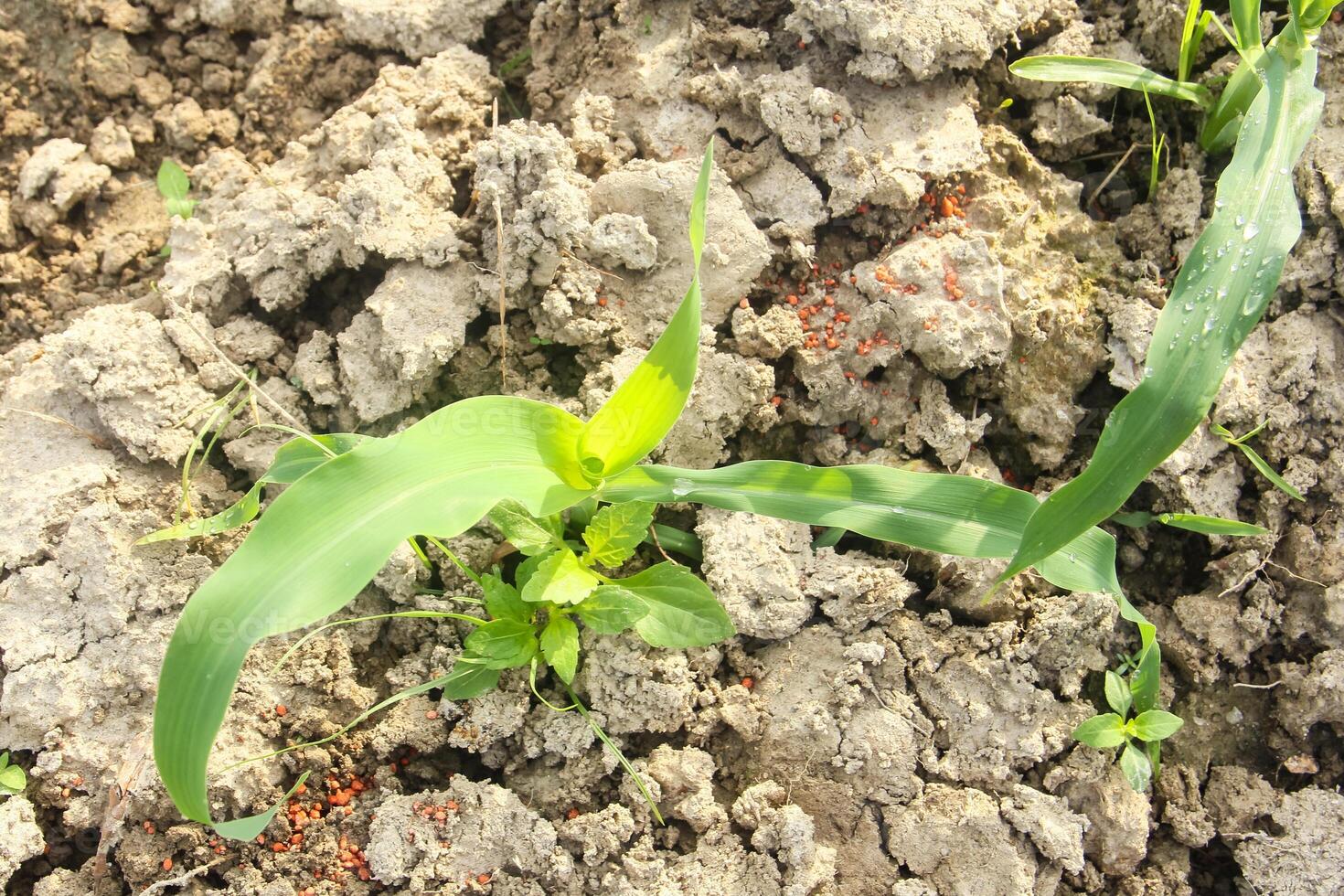 A small plant growing in the dirt photo