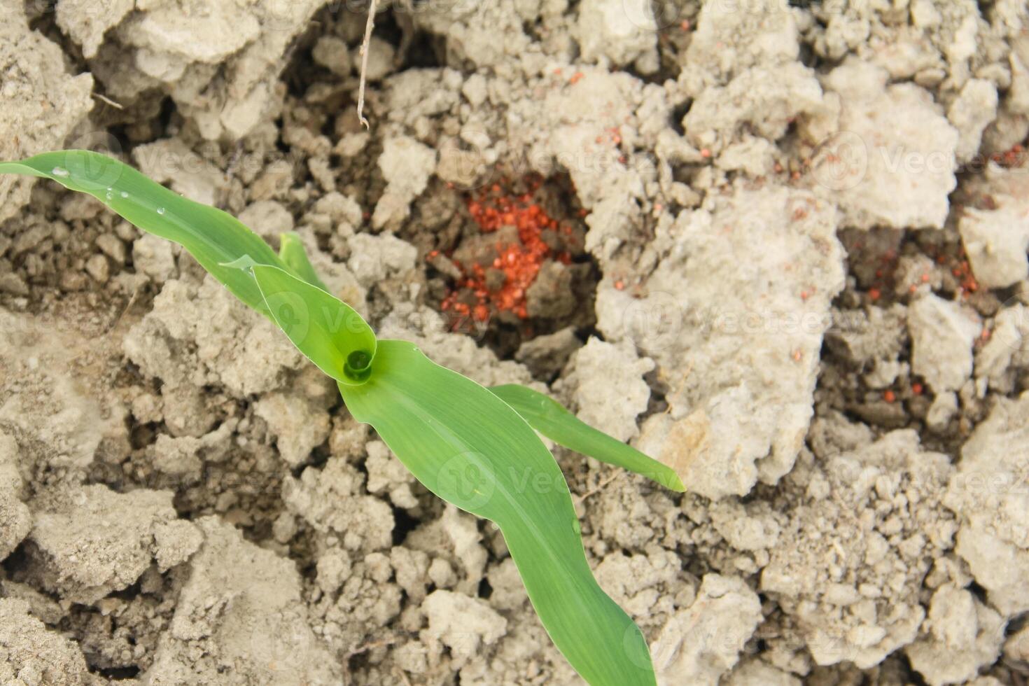 Sweet corn or Zea mays saccharata Sturt, small corn plants that are given fertilizer to help them grow photo
