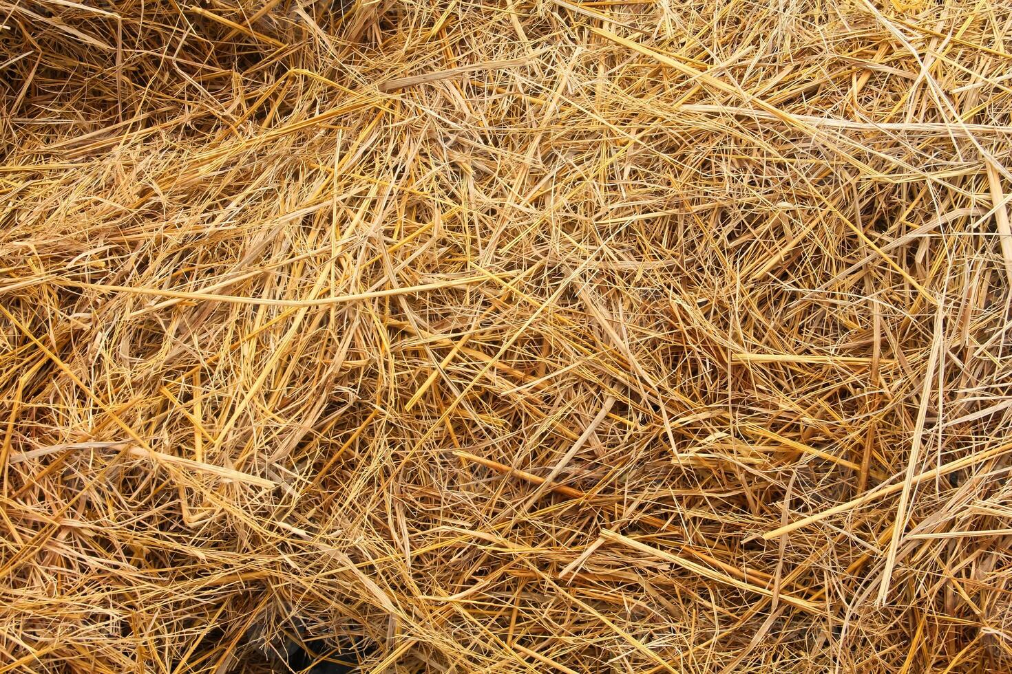 A pile of straw is shown in this photo