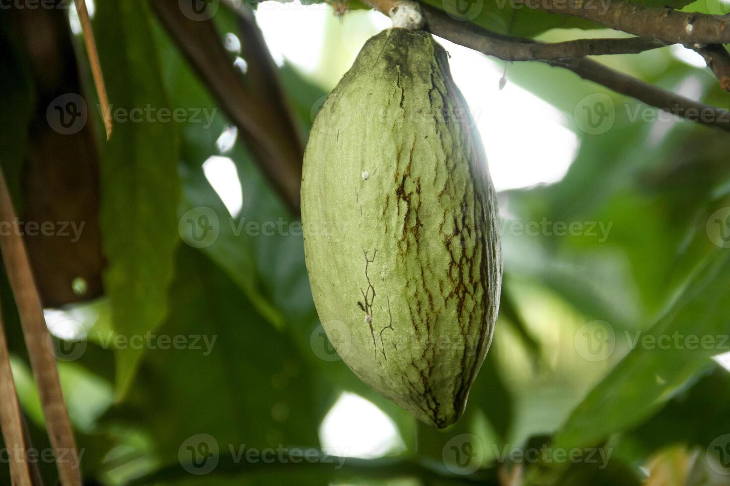 Cocoa pods on a tree photo
