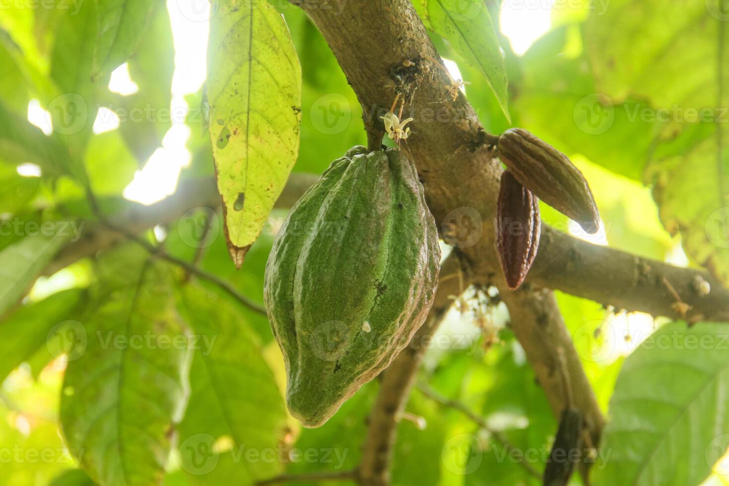 Cacao tree in the rainforest photo
