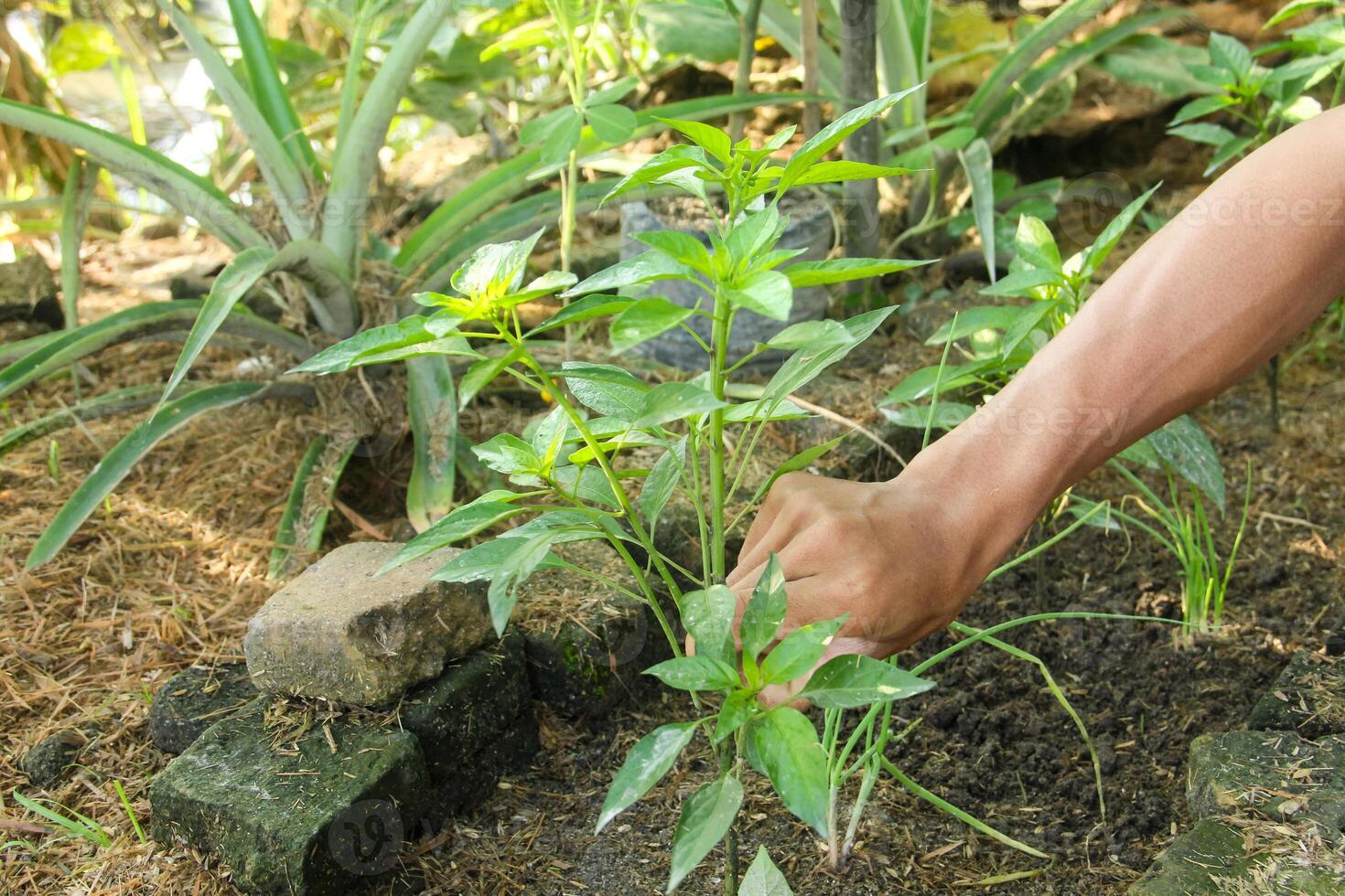 A person is planting a plant in a garden photo