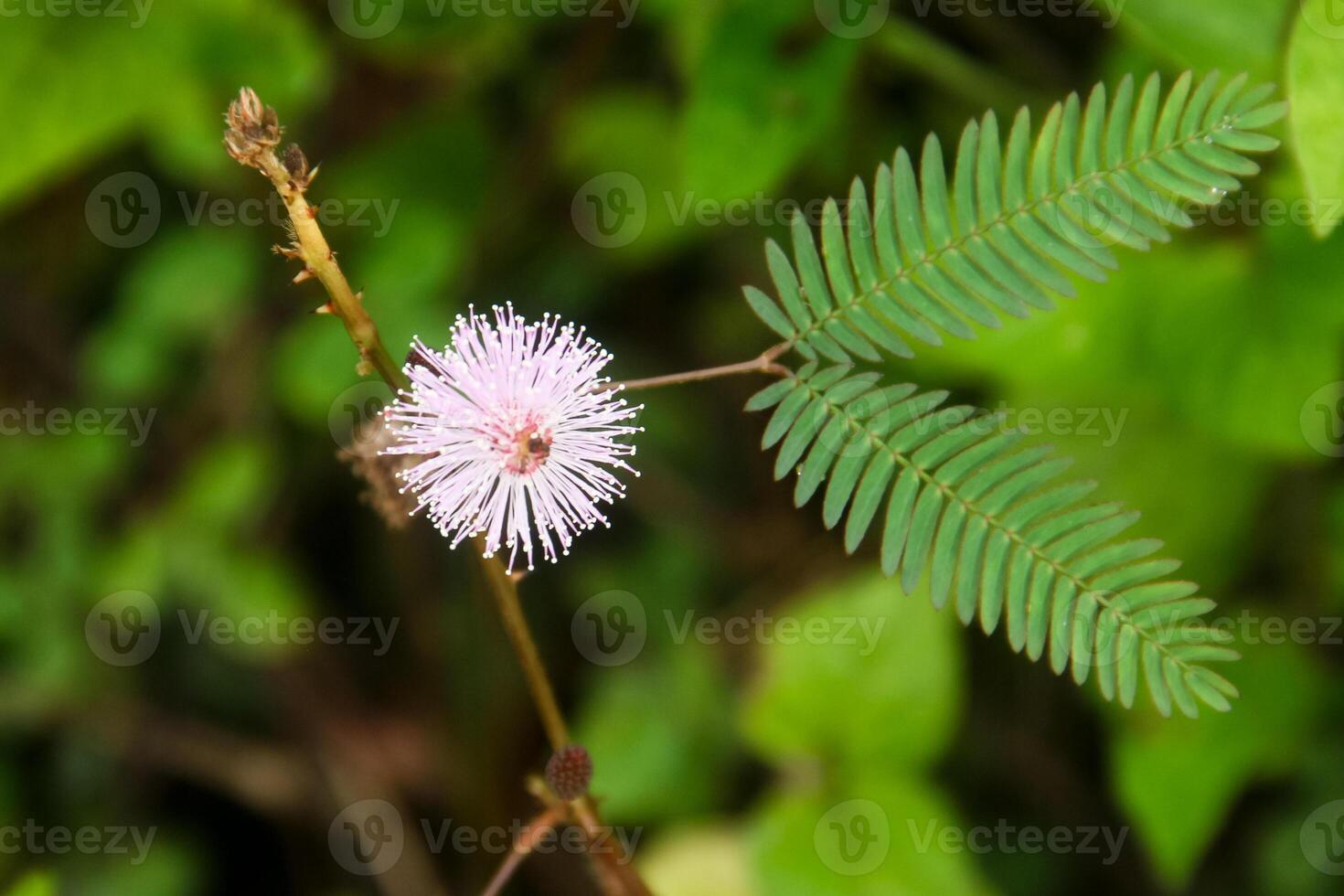 Mimosa pudica or shy princess plant which produces beautiful flowers, mimosa pudica is a thorny plant that grows wild photo