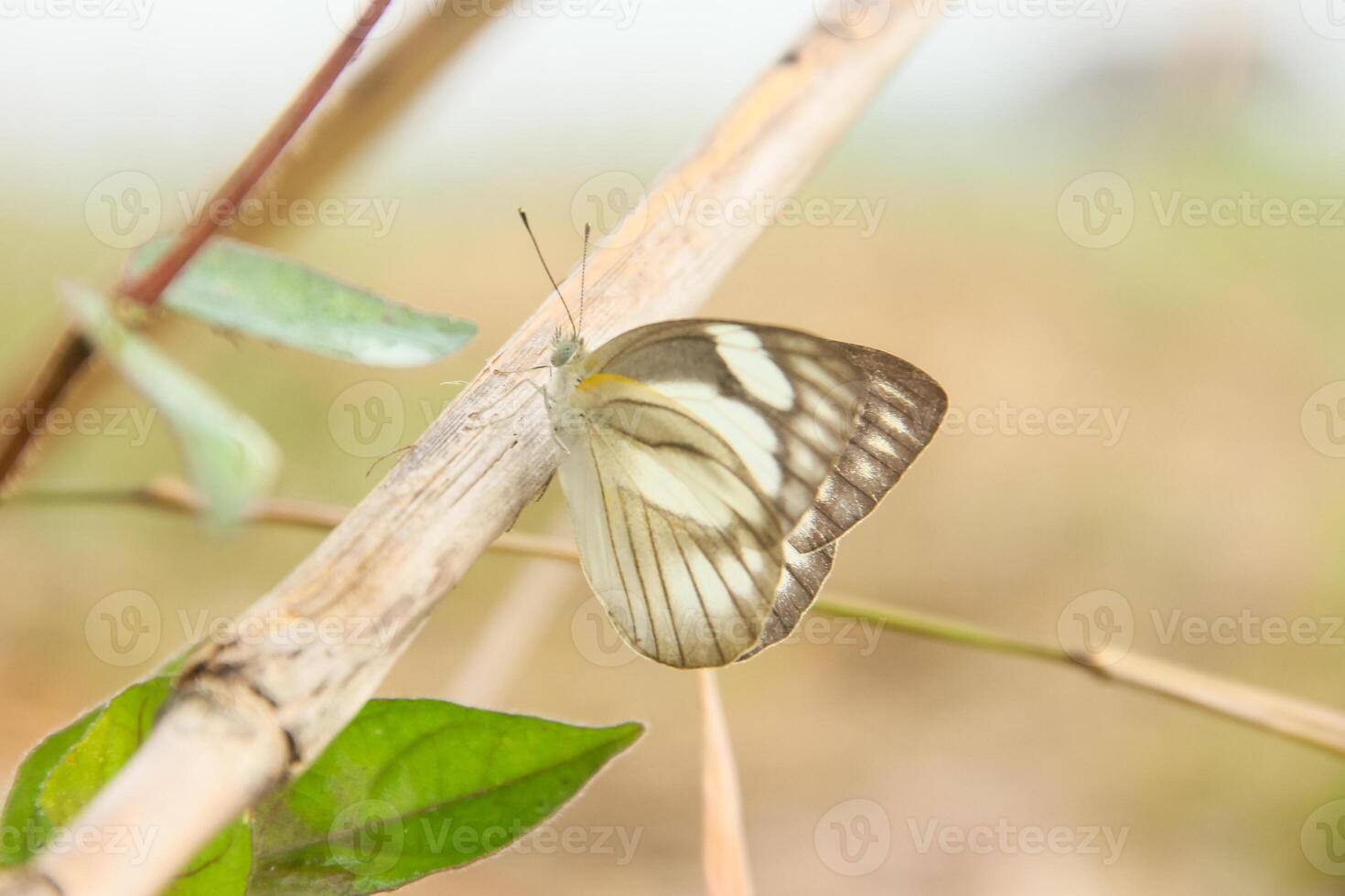 A white and black butterfly on a branch photo