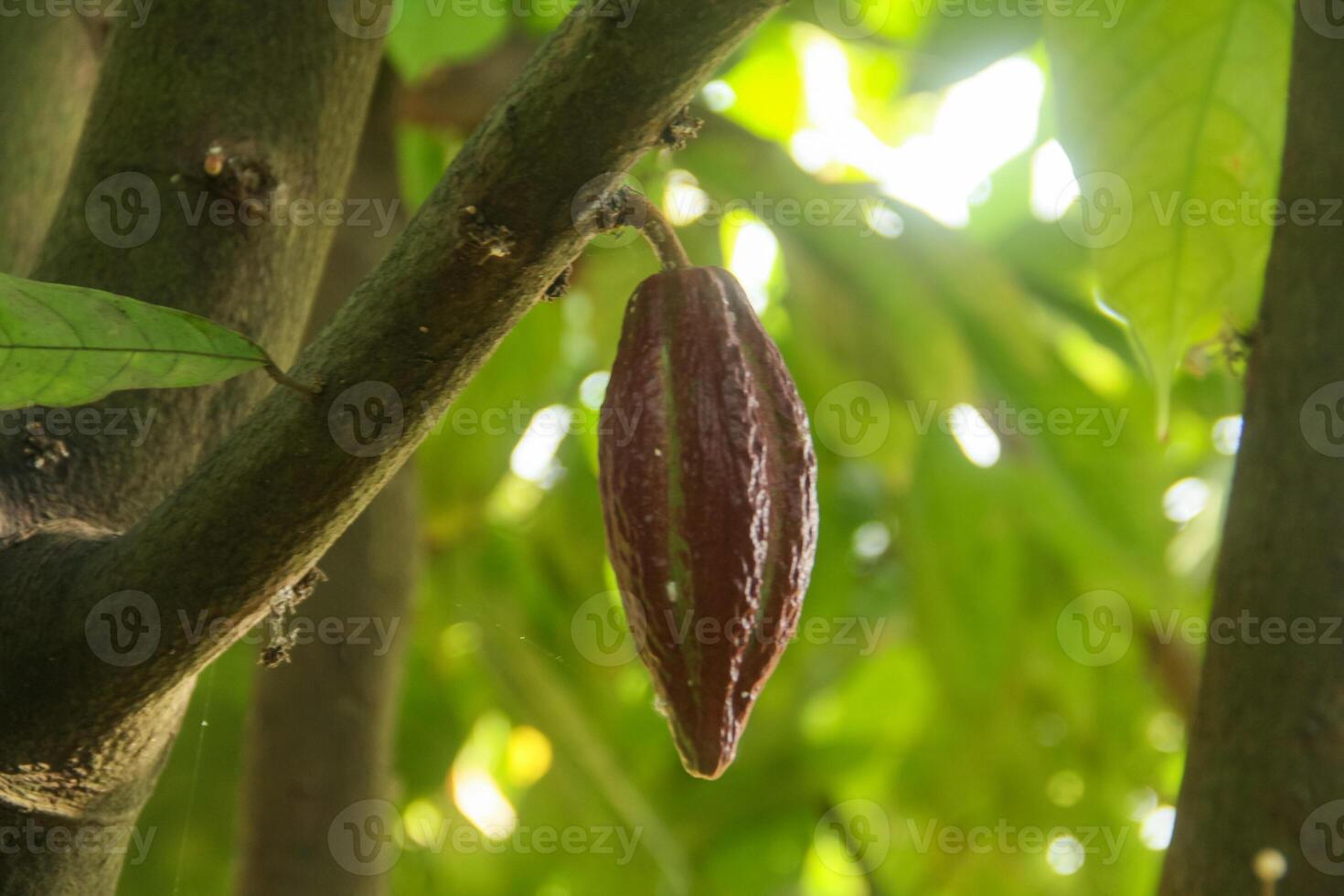 A cocoa pod hanging from a tree photo