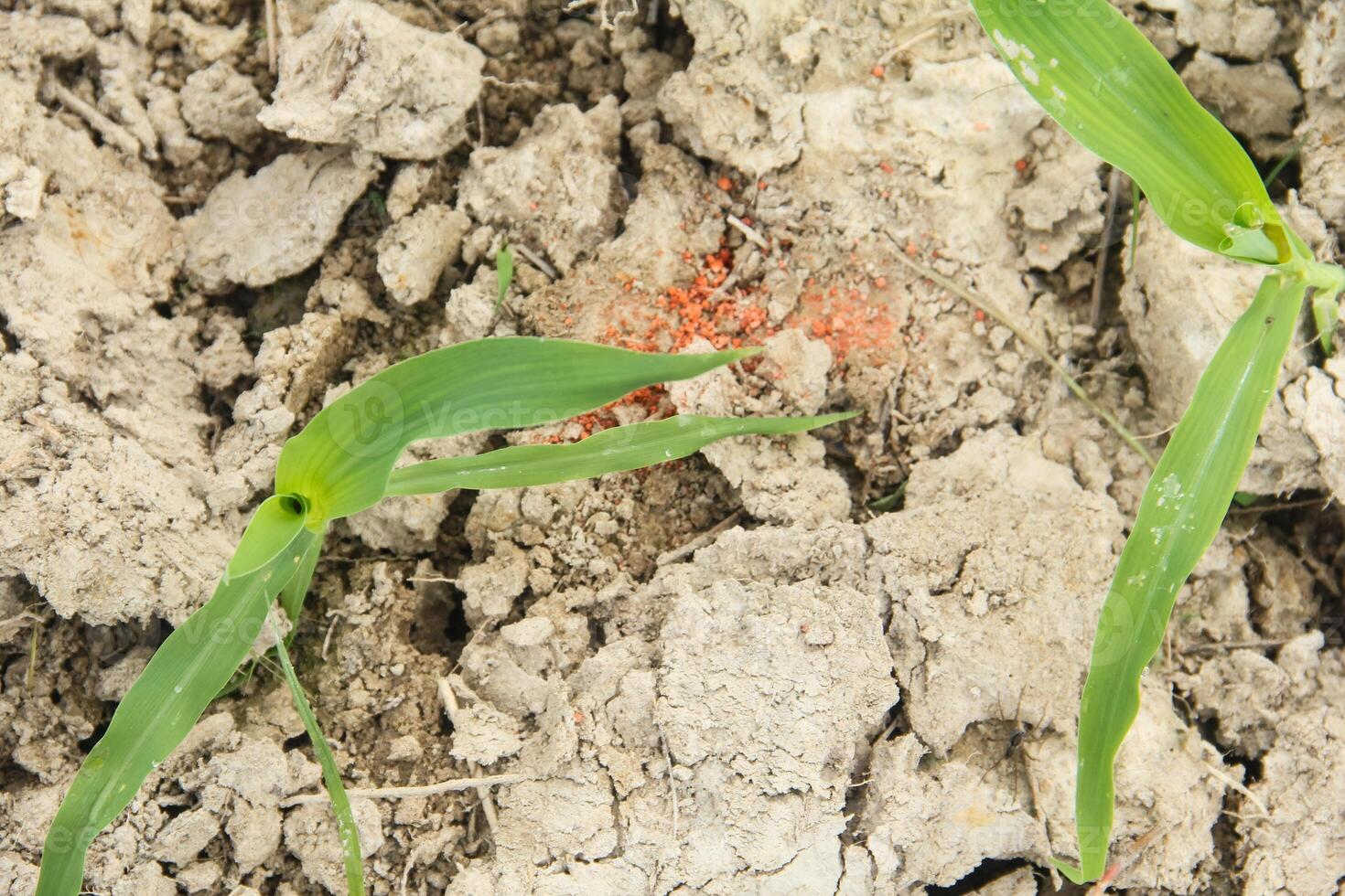 A plant with red and green leaves growing in the dirt photo