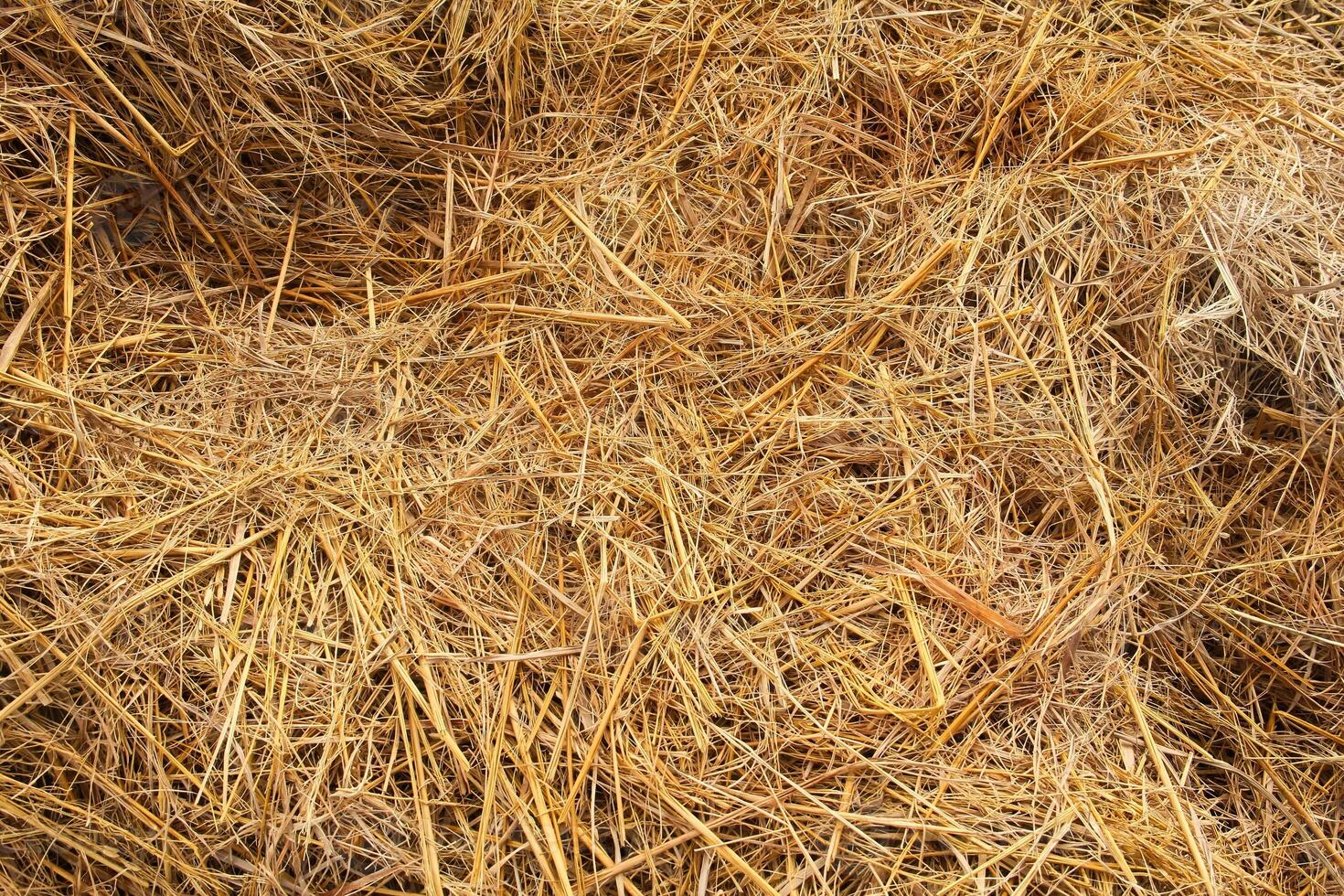 A pile of straw is shown in this photo