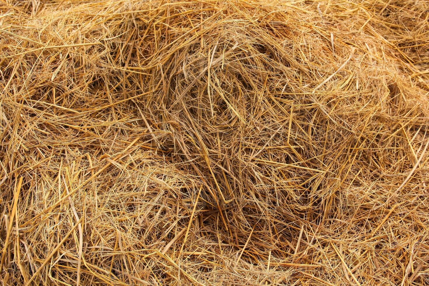 A pile of straw is shown in this photo