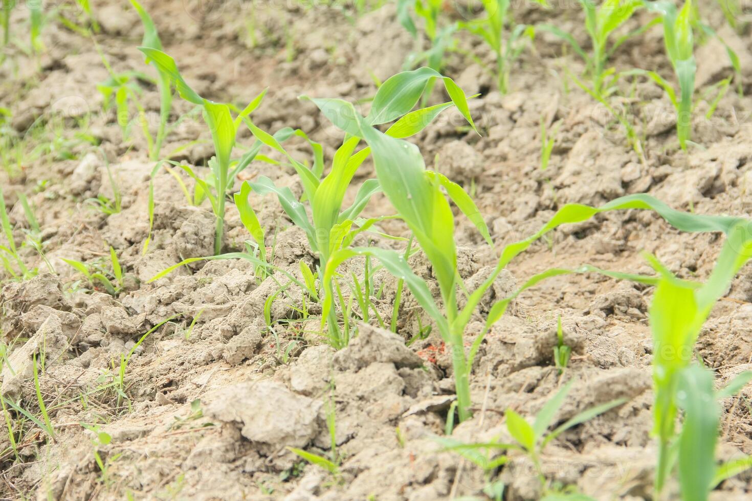 Sweet corn or Zea mays saccharata Sturt, young corn plants in the field, young corn that lives on the surface of fertile soil photo