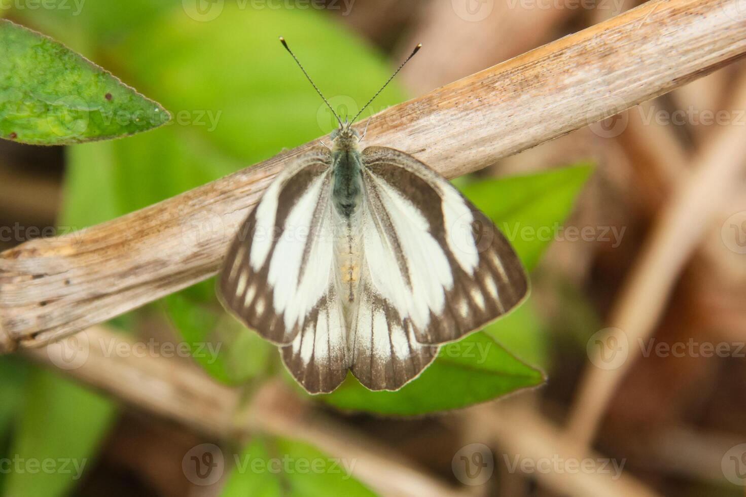 A white and black butterfly sitting on a branch photo