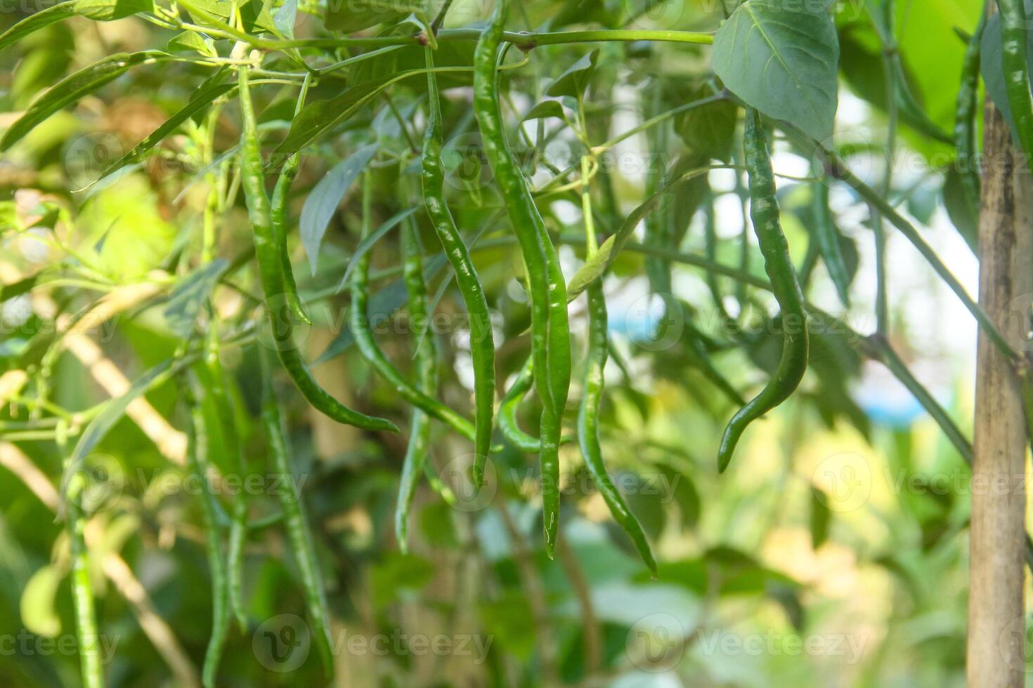 Green chili plants growing in the garden photo