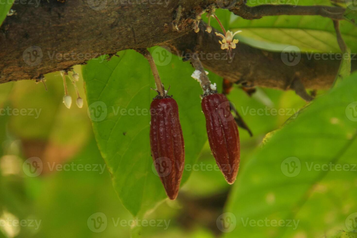 Two red fruits hanging from a tree branch photo