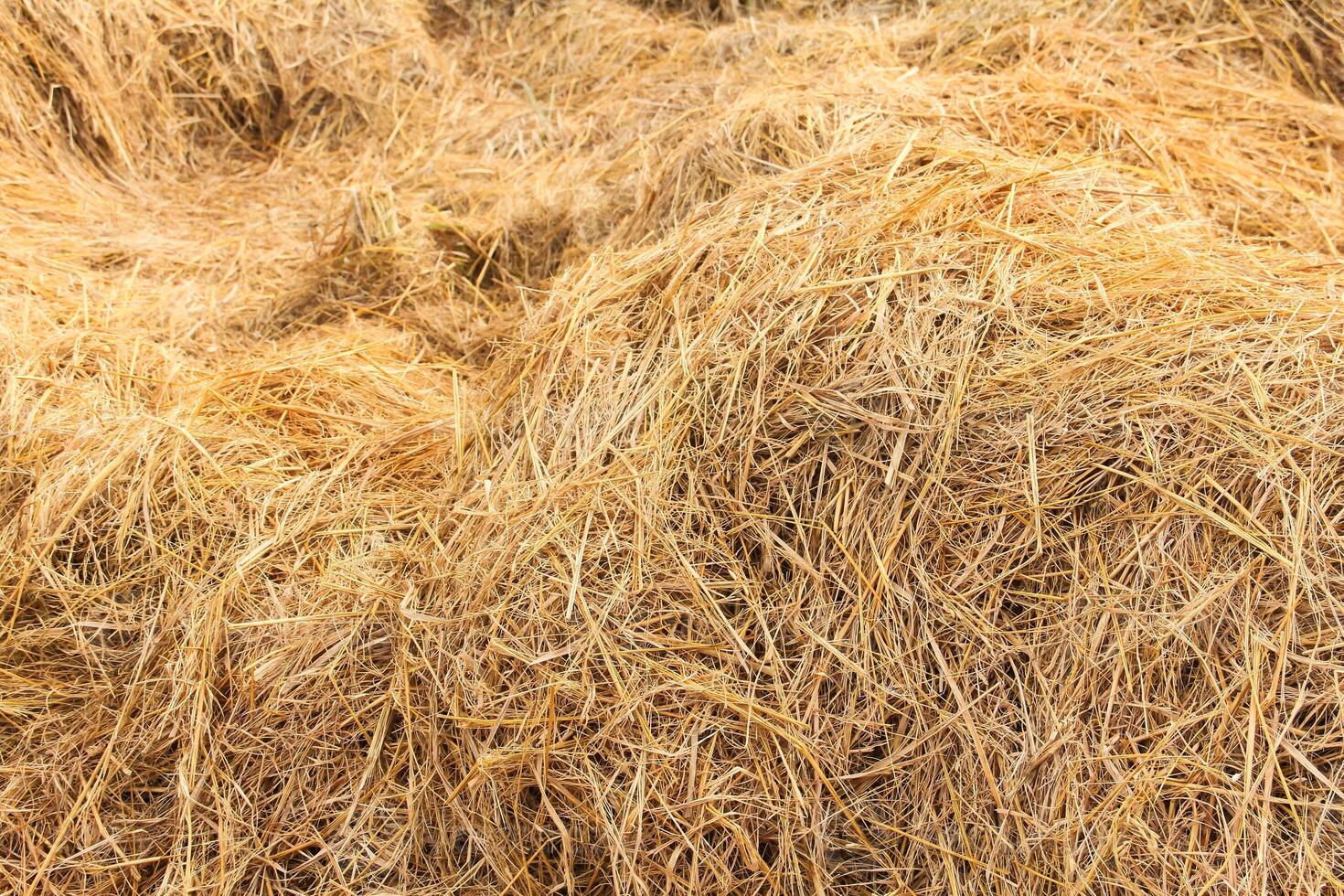 A pile of hay is shown in a field photo