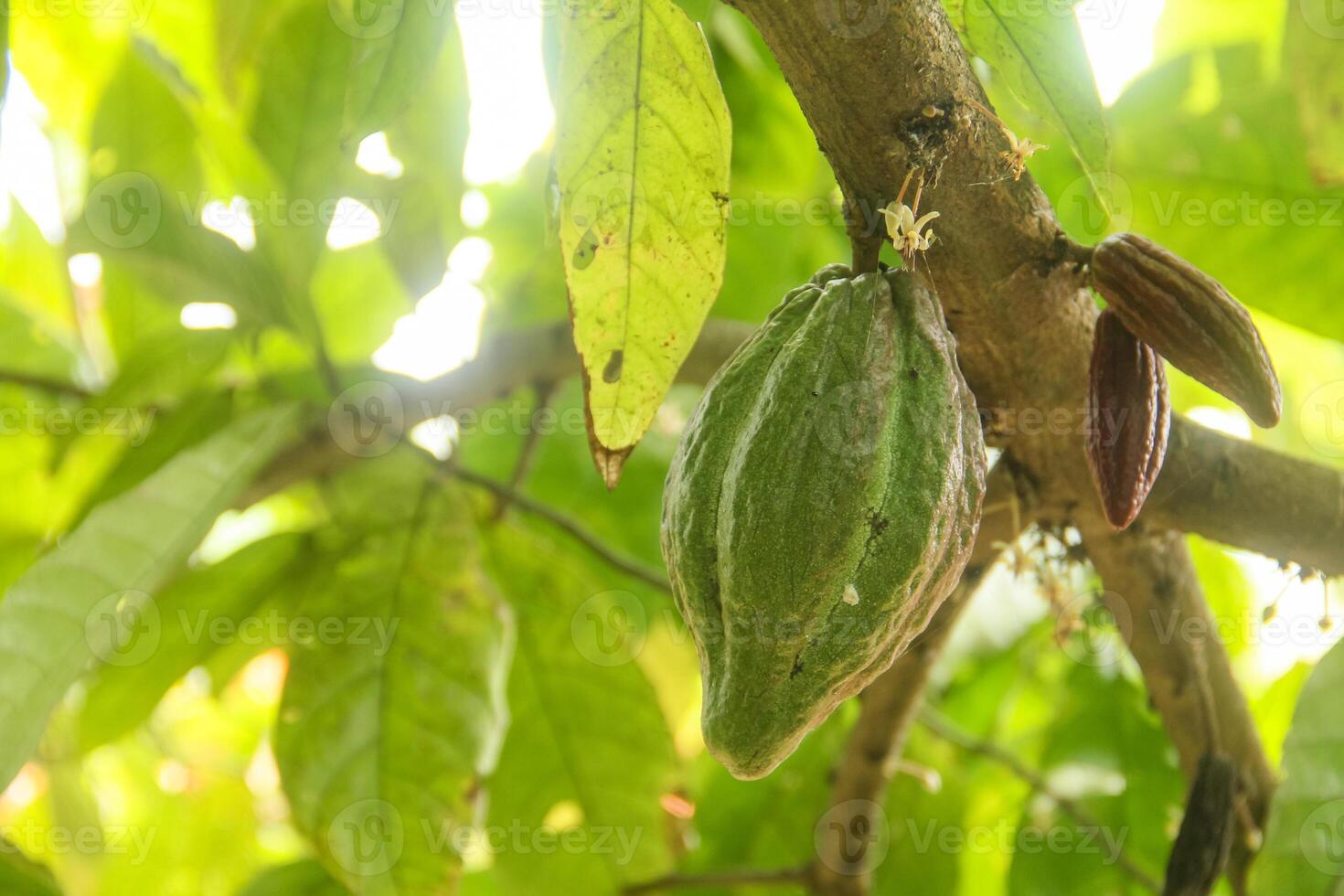 Cacao tree in the rainforest photo