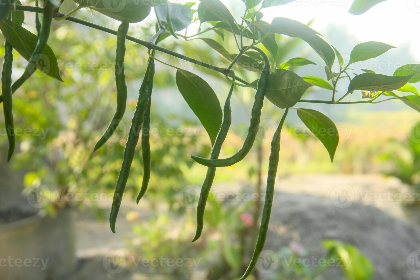 Green beans hanging from a tree in a garden photo