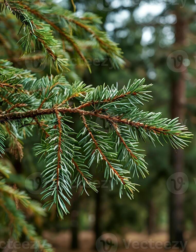 The fir branch photo