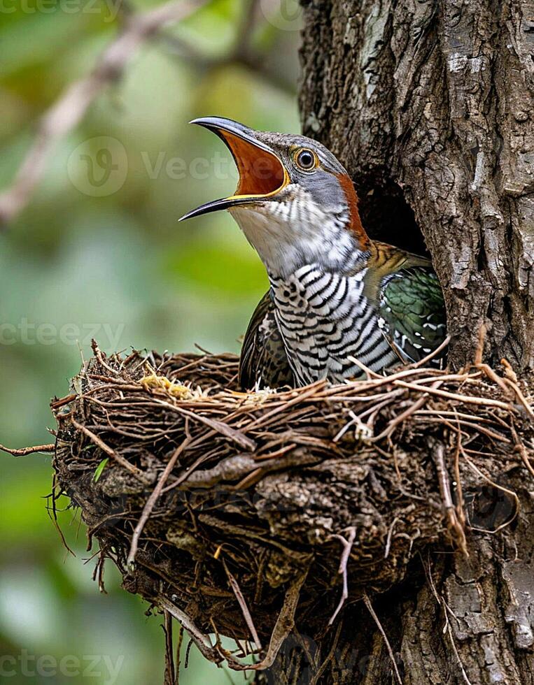 A cuckoo in a nest in a tree photo