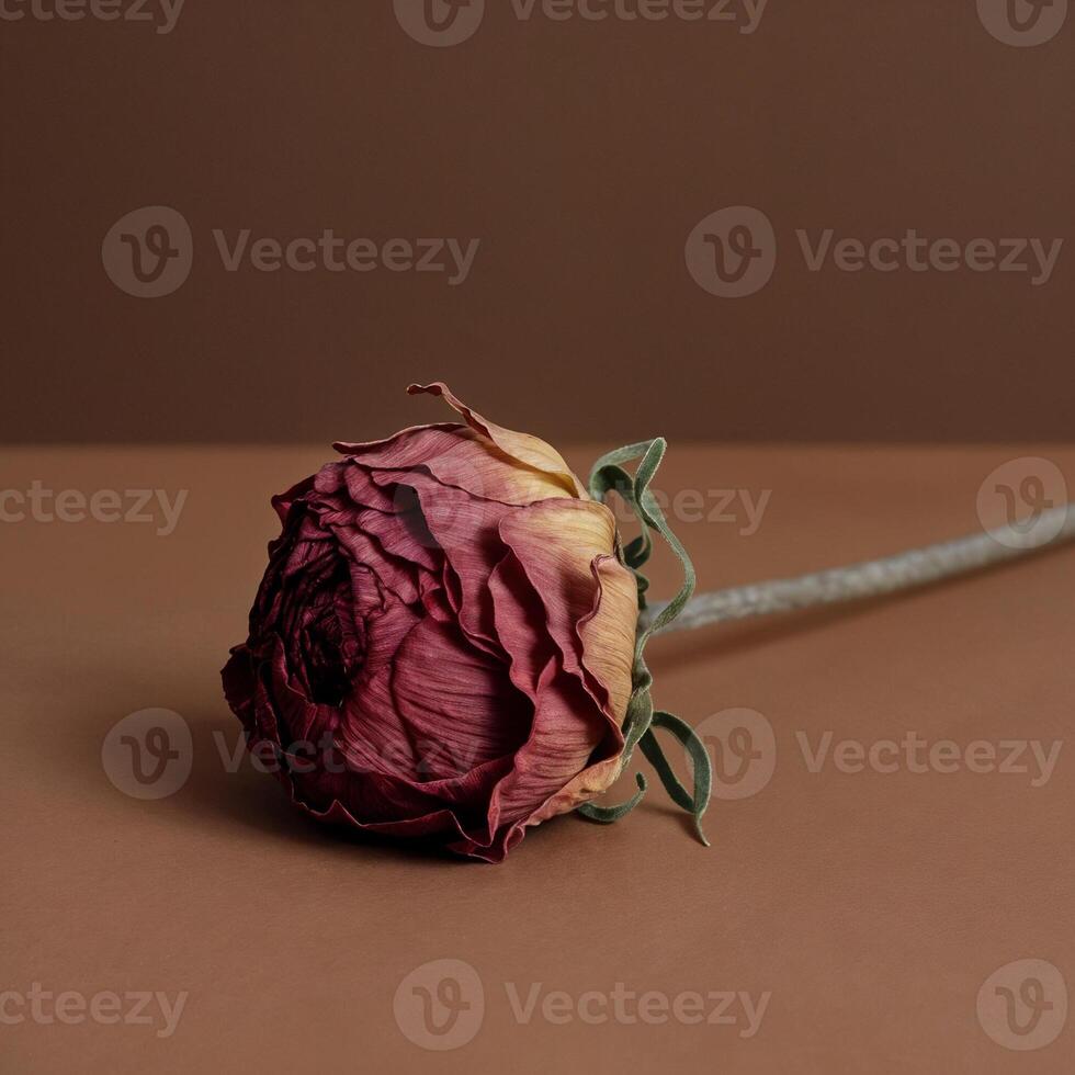 Rose flower in burgundy color palette photo