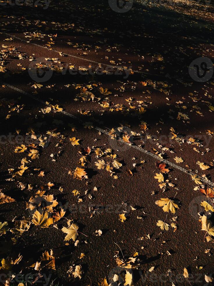 Dry yellow maple leaves covering dark asphalt on deserted running track, basking in warm sunlight of tranquil autumn afternoon in peaceful park setting. Fallen yellow maple leaves is scattered photo