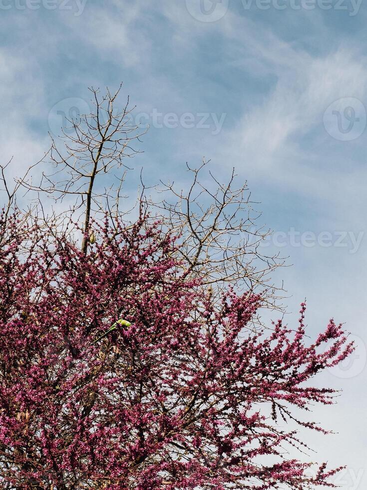 Beautifully Blossoming Redbud Tree Stands Tall Majestically Against Clear Blue Sky Above. magnificent and vibrant redbud tree is full of colourful flowers. vertical, film look photo