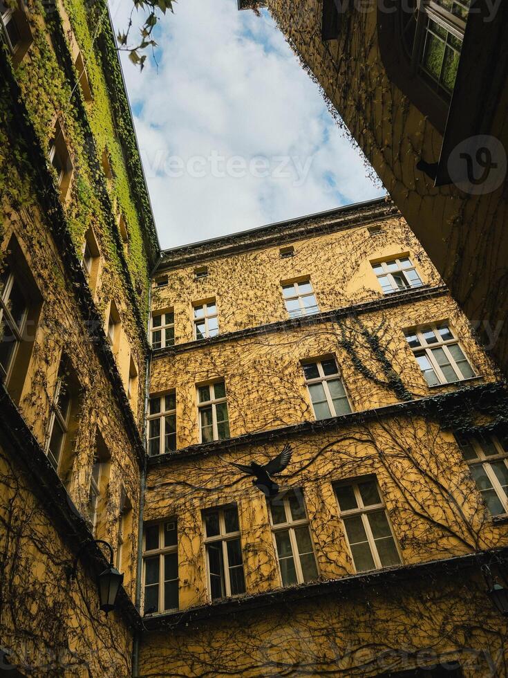 Pigeon soaring gracefully in the courtyard of an old building adorned with lush ivy, framed by charming windows and a backdrop of a cloudy sky. Urban pigeon flying near weathered brick wall photo