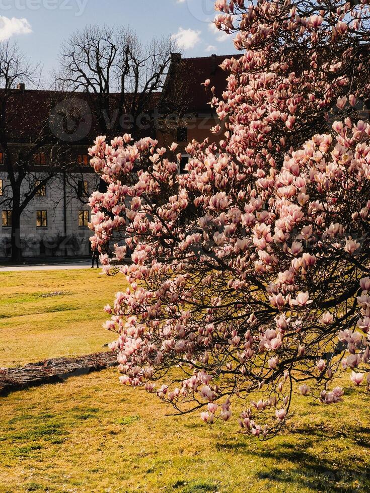Pink magnolia blossoming. Blooming magnolia tree showcasing vibrant pink flowers in spring, positioned near historical building, with lush lawn in foreground and bare trees creating serene backdrop photo