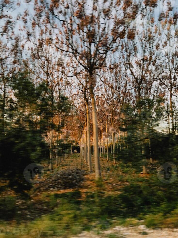 Driving past rows of trees at sunset creating motion blur. Rows of trees at sunset create captivating motion blur effect, enhancing vibrant colors and dynamic energy of the evening landscape photo