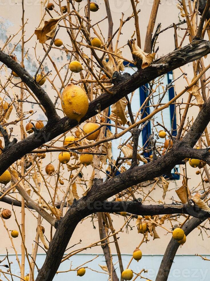 Bare lemon tree. Close up of a lemon tree displaying ripe yellow lemons hanging from bare branches against a weathered wall with partially visible window, highlighting vibrant fruit and aged backdrop photo