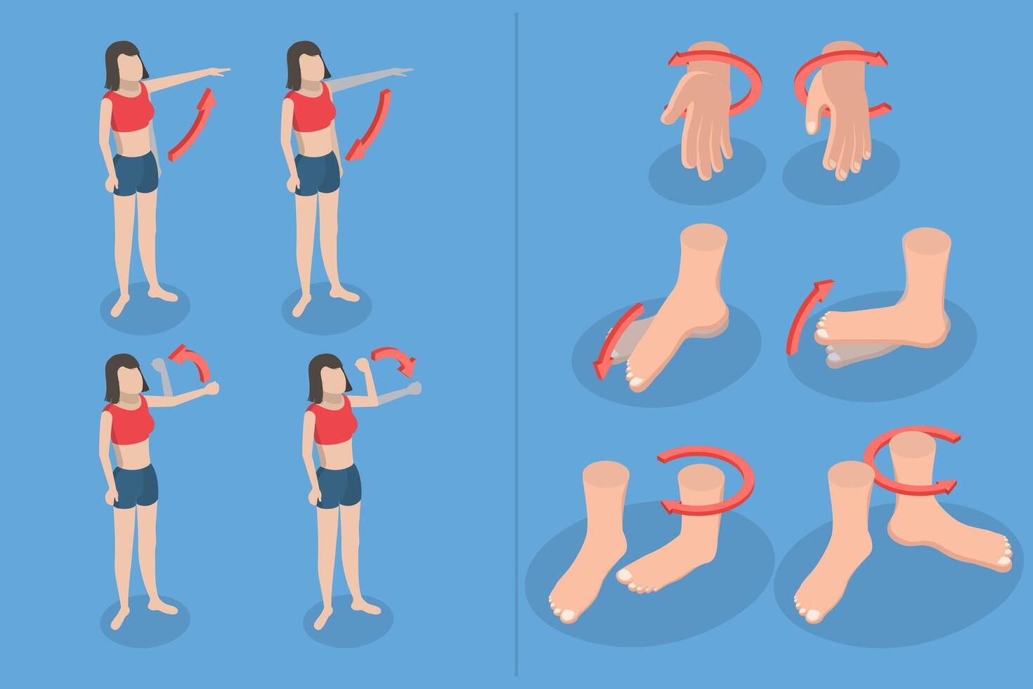 3D Isometric Flat Conceptual Illustration of Muscular Motion, Abduction and Adduction Movements vector