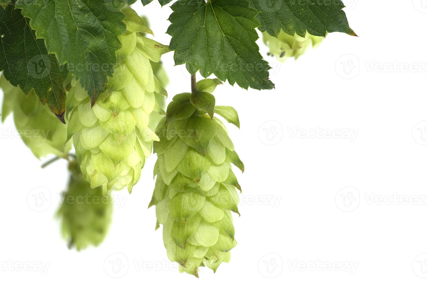 Fresh green hops on the vine showing detailed texture and vibrant color photo