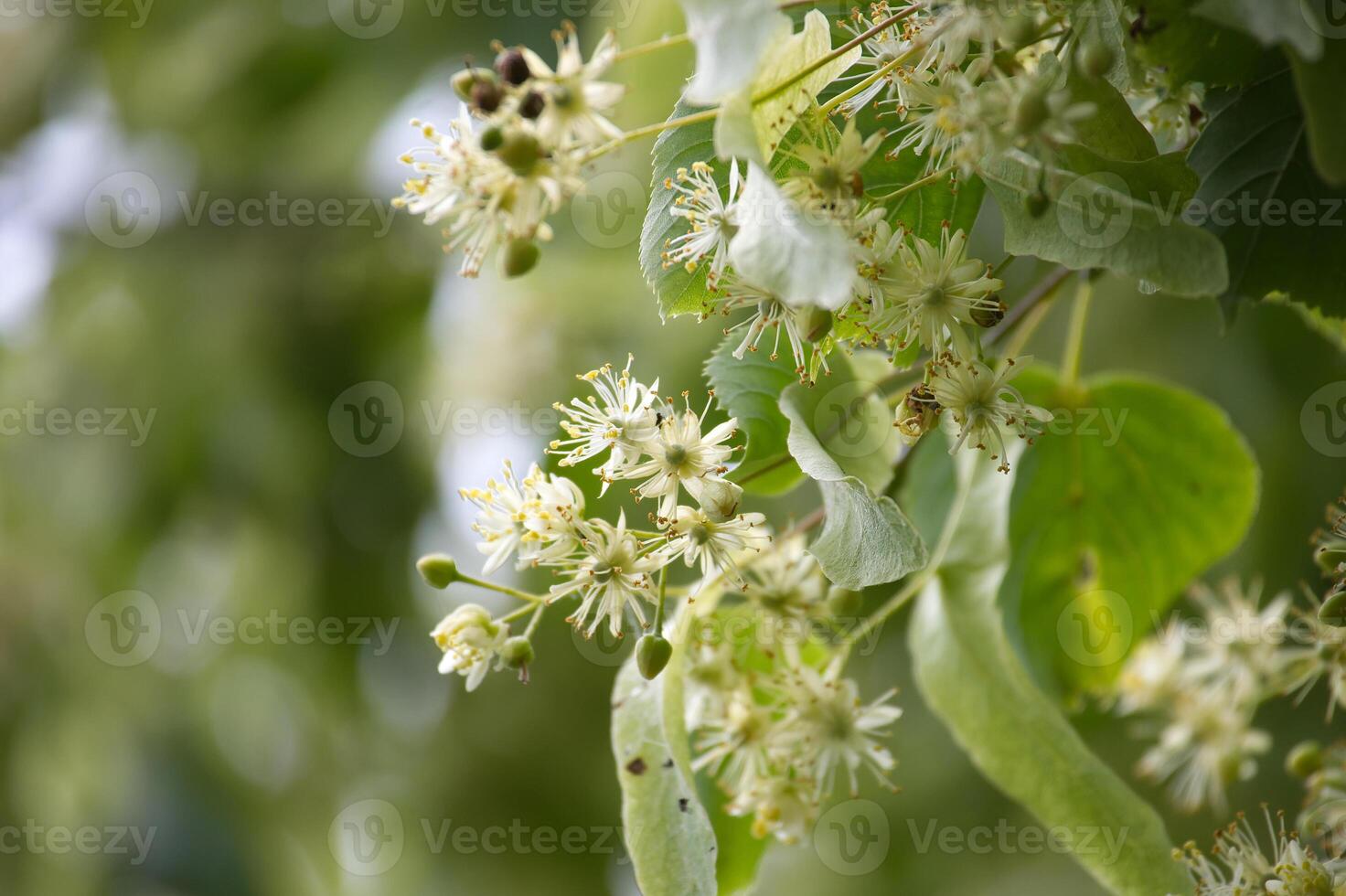 Tilia flowers blooming in spring, spreading their delicate fragrance photo