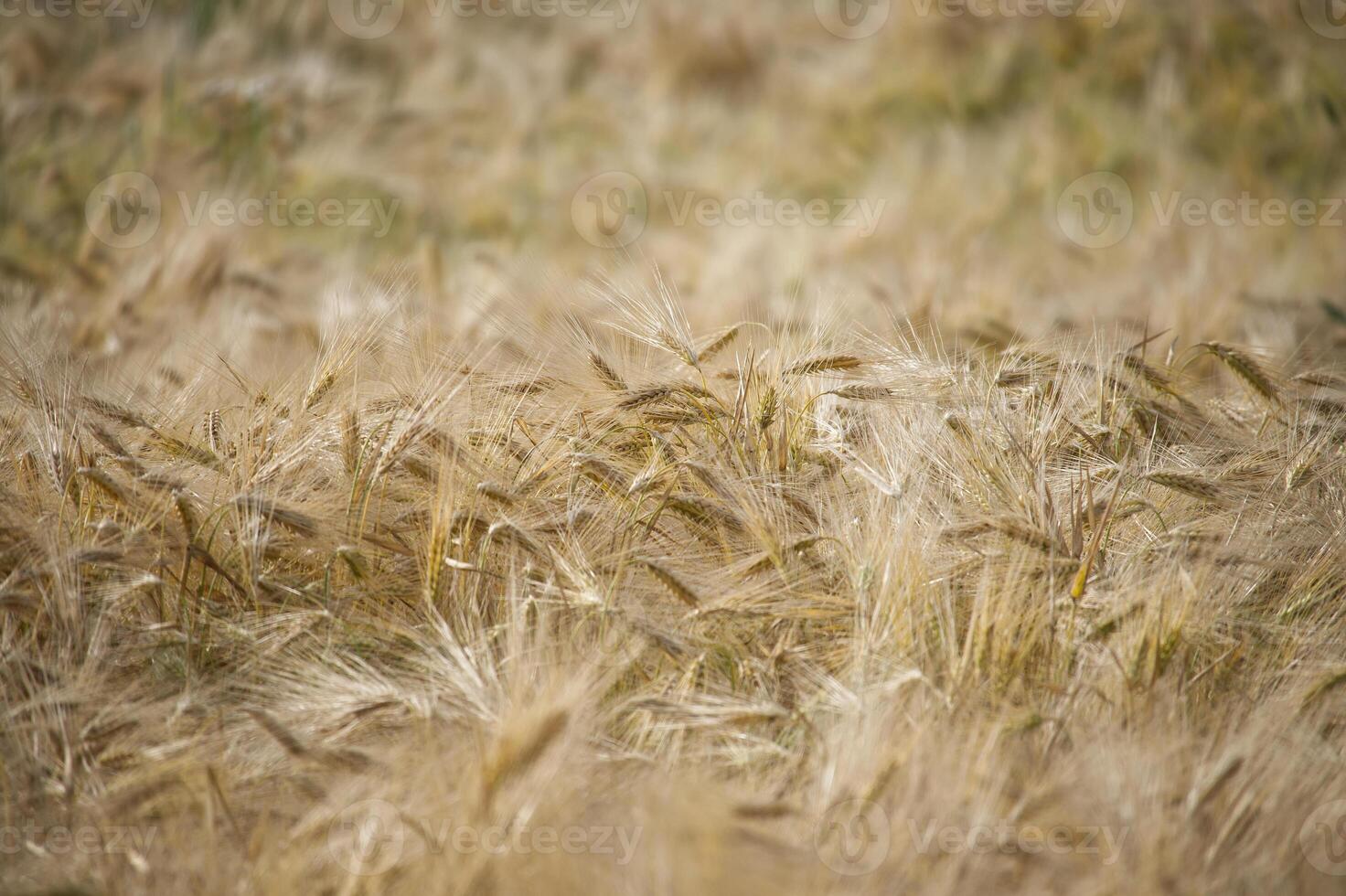 Lush barley field swaying gently in the breeze on a sunny day. photo