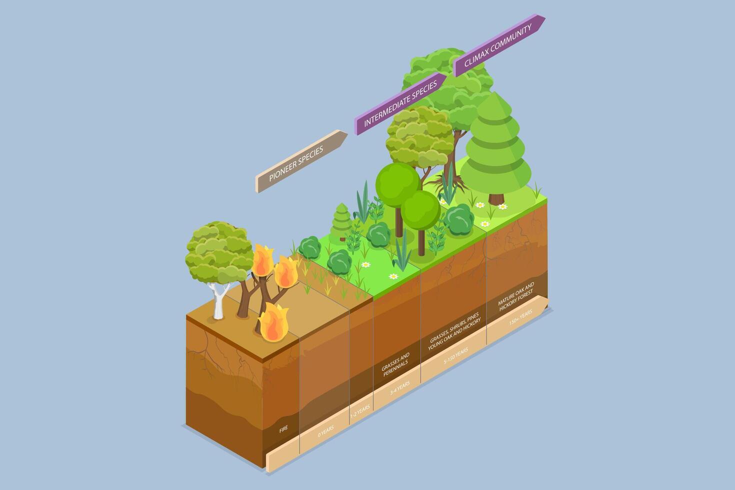 3D Isometric Flat Conceptual Illustration of Ecological Recovery, Succession Process Stages Diagram vector