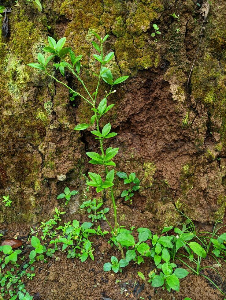 New Life on the Wall photo