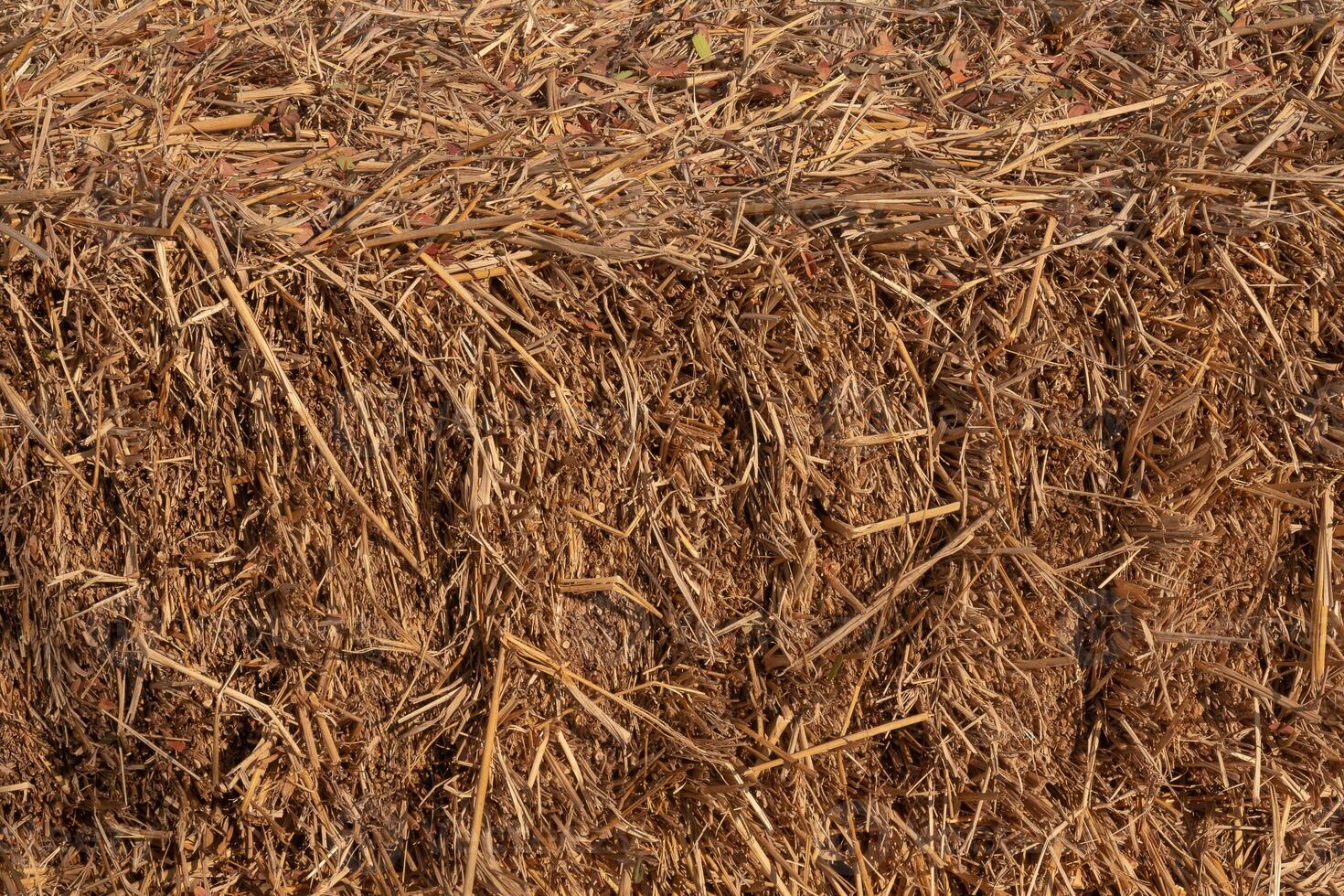 Agriculture farm and farming symbol of harvest time with dry grass photo
