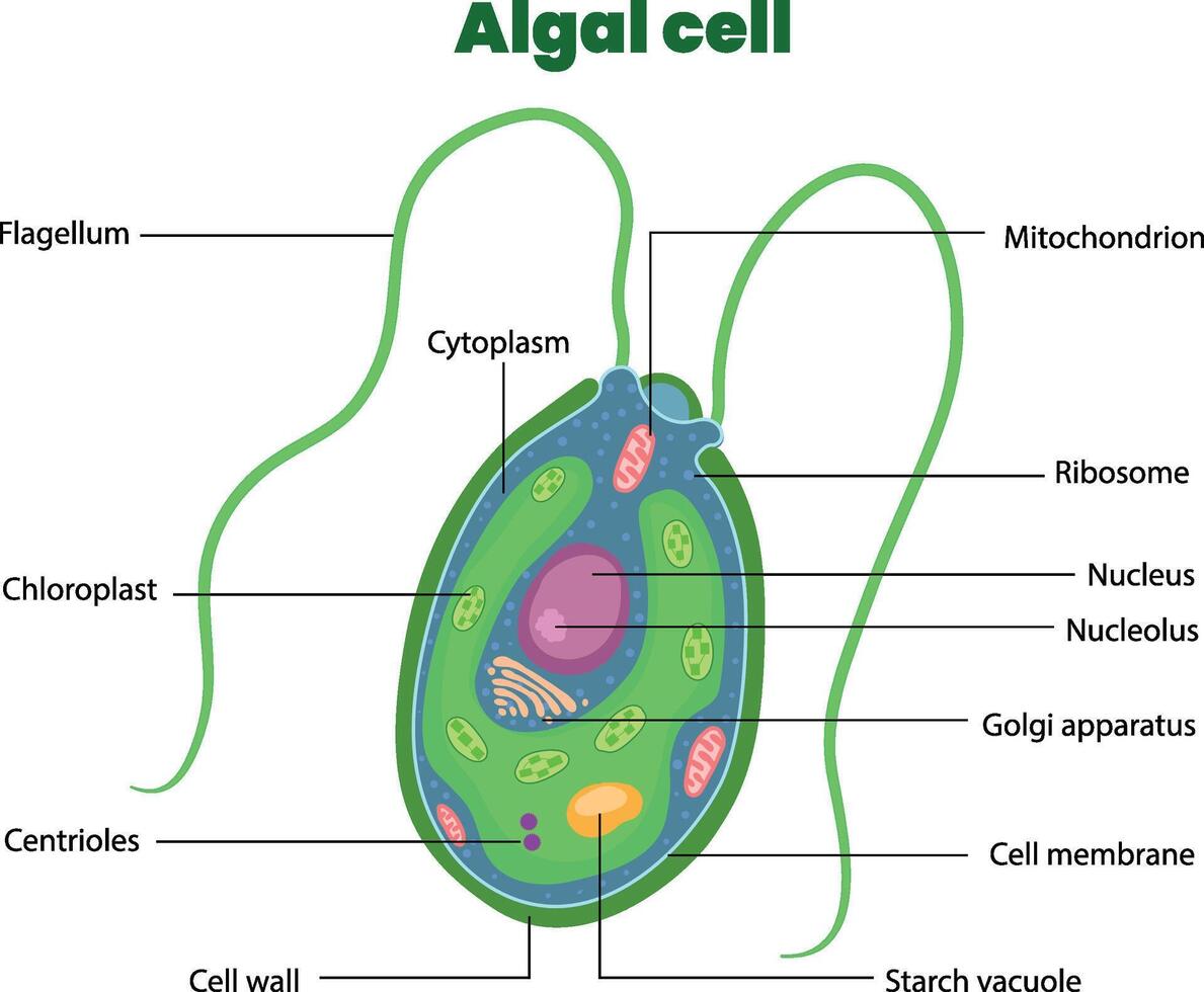 illustration of algal cell diagram vector