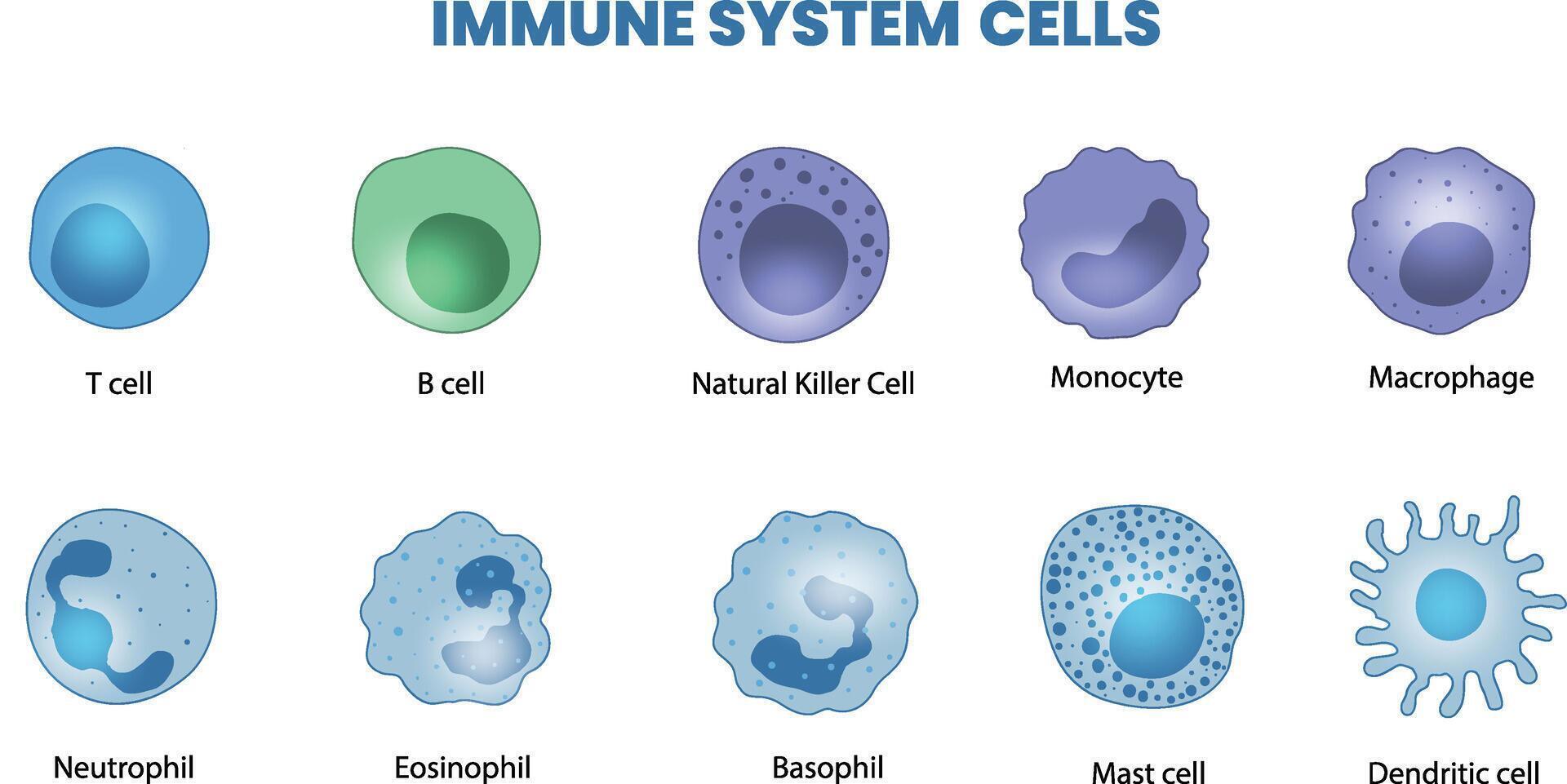 illustration of immune system cells vector